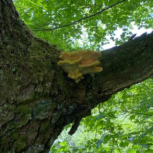 Chicken Mushroom