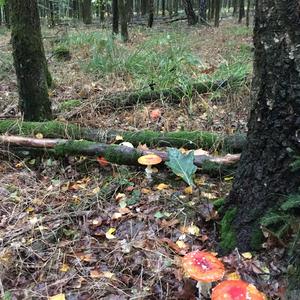 Fly Agaric