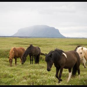 Icelandic Horse