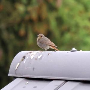 Black Redstart