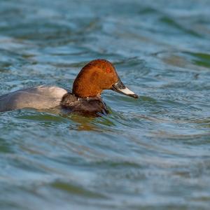 Common Pochard