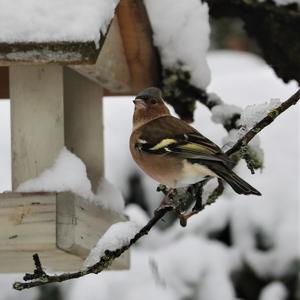 Eurasian Chaffinch