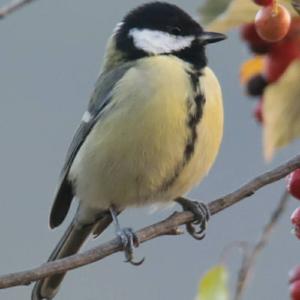 Great Tit