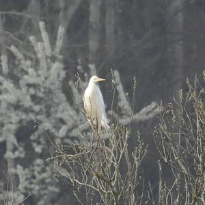 Great Egret