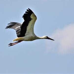 White Stork