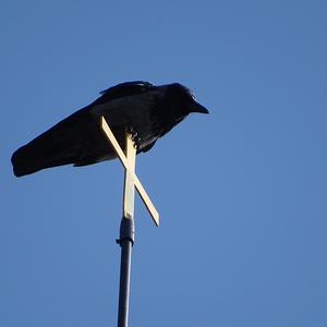 Hooded Crow