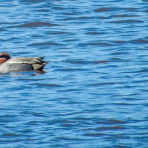 Common Teal