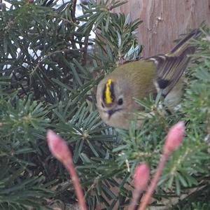 Goldcrest