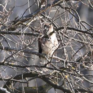 Common Buzzard