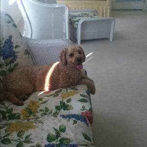 Unknown Breed