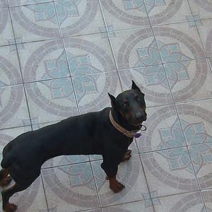 Unknown Breed