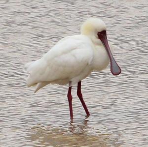 African Spoonbill