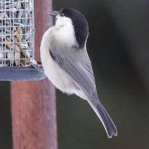 Willow Tit