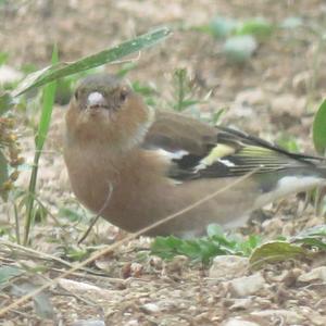 Eurasian Chaffinch