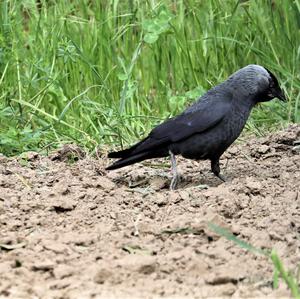 Eurasian Jackdaw