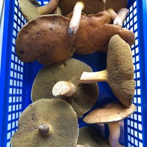 Jersey Cow Bolete