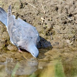 Common Wood-pigeon