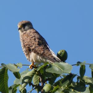 Common Kestrel