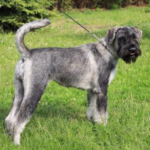 Riesenschnauzer