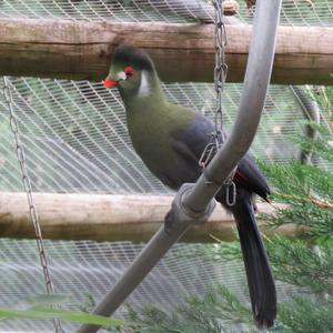 White-cheeked Turaco