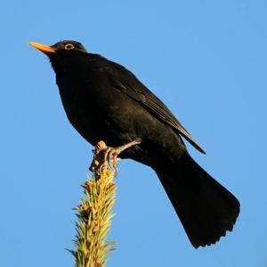 Eurasian Blackbird