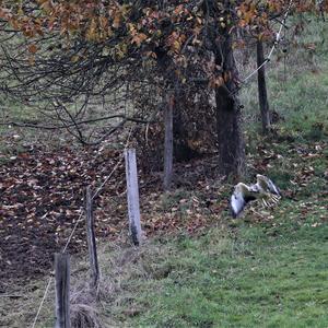 Common Buzzard