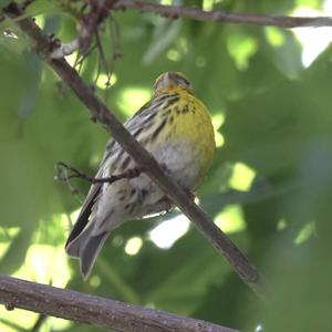 European Serin