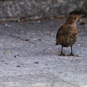 Eurasian Blackbird