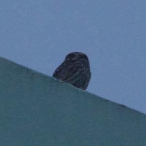 Little Owl