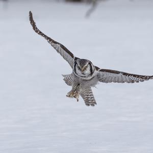 Northern Hawk Owl