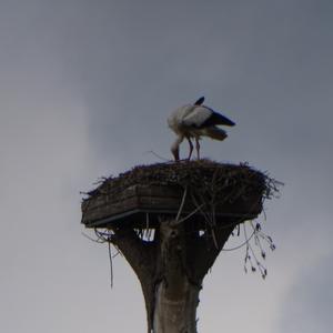 White Stork