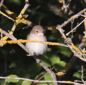 Spotted Flycatcher