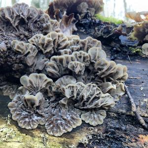 Tripe Fungus