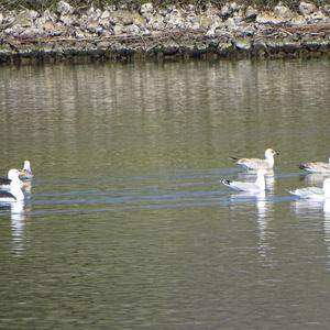 Herring Gull