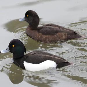 Tufted Duck