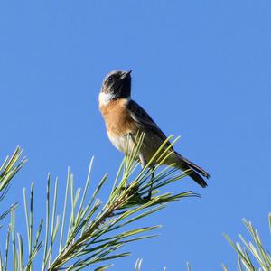 European stonechat