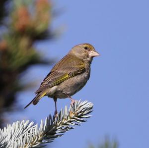 European Greenfinch