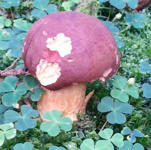 Bay Bolete