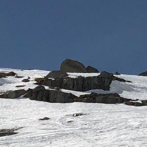 Rock Ptarmigan