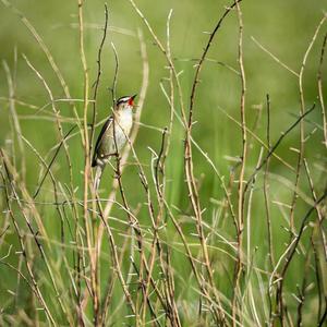 Sedge Warbler