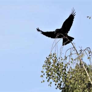 Carrion Crow