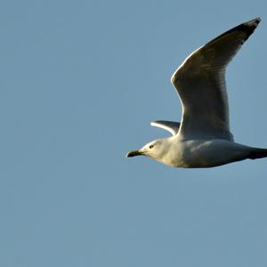 Herring Gull