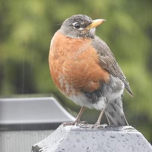 American Robin