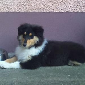 Rough Collie