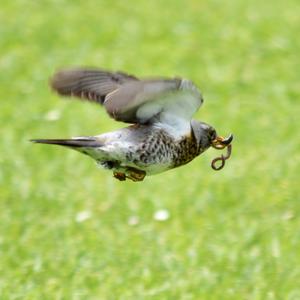 Fieldfare