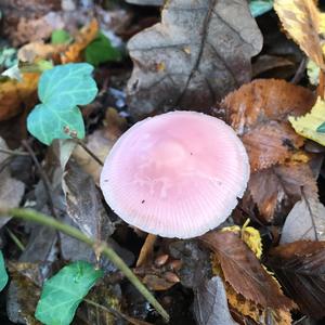 Pink Mycena