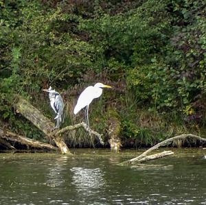 Great Egret