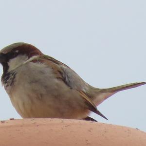 House Sparrow