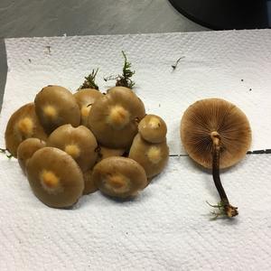 Changing Pholiota