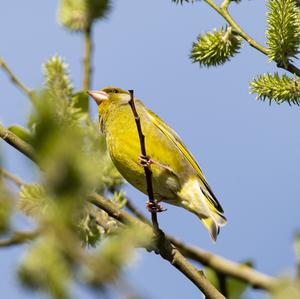 European Greenfinch